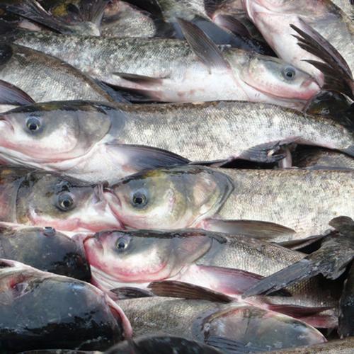 厂家供应淡水鱼花鲢 鲜活生态鲢鱼胖头鱼 优质鲜活水产品批发零售
